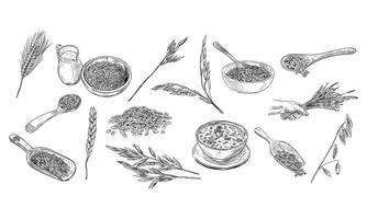 oats handdrawn collection vector