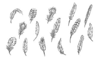 feather handdrawn collection vector