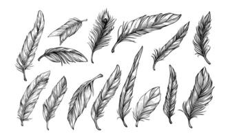 feather handdrawn collection vector