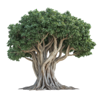 Large Tree with Thick Trunk Isolated on White Background for Nature and Design Use on transparent background png