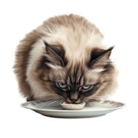Long Haired Cat Enjoying a Meal from a Plate on transparent background png