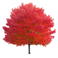 Stunning Red Maple Tree with Vibrant Autumn Foliage Isolated on White Background on transparent background png