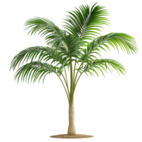 Young Palm Tree in a Tropical Setting on transparent background png