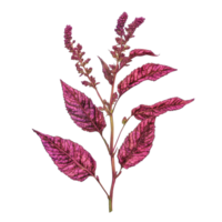 Vibrant Amaranth Plant Close-up for Botanical Reference on transparent background. png