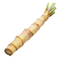 Fresh Bamboo Shoot Close-Up for Culinary Use on transparent background. png