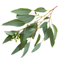 Elegant Olive Green Eucalyptus Branch Isolated on White Background on transparent background. png