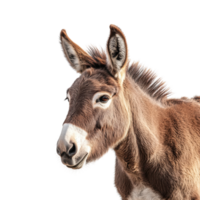 Brown Donkey Isolated on White Background for Farm and Animal Related Projects on transparent background. png
