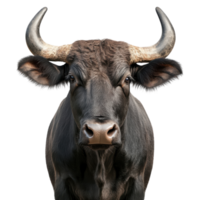 Isolated Buffalo in Natural Habitat for Wildlife Documentation on transparent background. png
