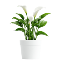 Elegant Calla Lily in White Pot for Home Decor on transparent background. png