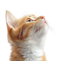 Curious Cat Looking Up Isolated on White Background on transparent background. png