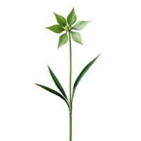 Close Up of Star of Bethlehem Flower with Stem and Leaves on transparent background. png