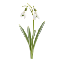 Close-up of Snowdrop Flower with Stem and Leaves on transparent background. png