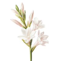 Close-up of Tuberose with Stem and Leaves on transparent background. png