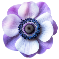A Beautiful Anemone in Full Bloom png