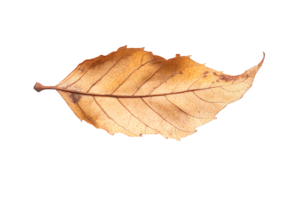 Textured and Fragile Dried Leaf png