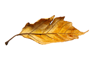 Dried Leaf Resting on a Plain Surface png