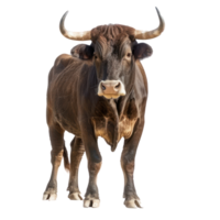 a brown bull is standing in front of a transparency background png