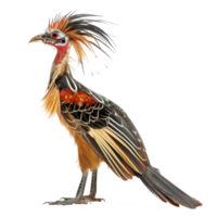 Hoatzin bird side view full body isolate on transparency background png