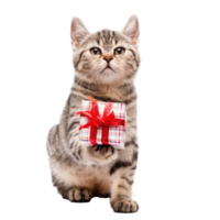Cat smiling with gift box standing full body isolate on transparency background png