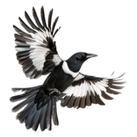 Magpie bird fly full body isolate on transparency background png