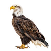 bald eagle standing on a transparency background png