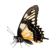 Lepidoptera side view full body isolate on transparency background png