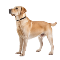 Labrador Retrievers side view full body isolate on transparency background png
