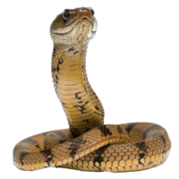 a snake with its head up on a white background png