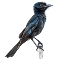 Greater racket or tailed drongo bird side view full body isolate on transparency background, png