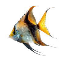 Angelfish full body isolate on transparency background png