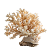 a coral on a rock with white and pink coral isolate on transparency background png