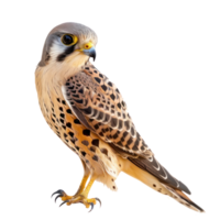 Kestrel bird side view full body isolate on transparency background, png