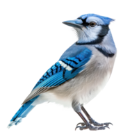Blue jay bird front view full body isolate on transparency background png