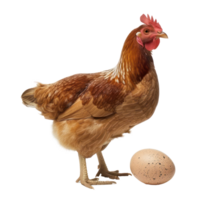 chicken and egg isolate on transparent background png