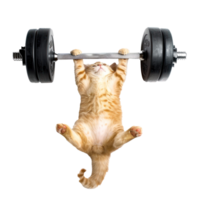 cat doing and exercising sport with Dumbbell bar, top view full body isolate on transparent background png