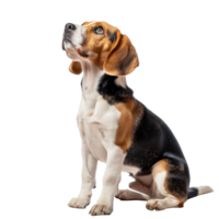 Beagles pet side view full body isolate on transparent background png