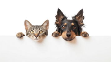 Dog and cat peeking over a blank white board isolate on transparent background png