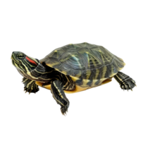 Turtles pet side view full body isolate on transparent background png