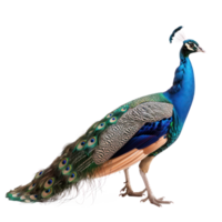 Peacock side view full body isolate on transparent background png