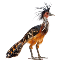 Hoatzin bird side view full body isolate on transparent background png