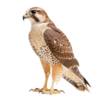 Falcon bird side view full body isolate on transparent background png