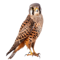 Kestrel bird front view full body isolate on transparent background png