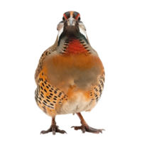 Partridge bird front view full body isolate on transparent background png