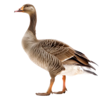 Goose front view full body isolate on transparent background, png