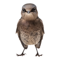 Common swift bird front view full body isolate on transparent background png