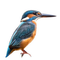 Kingfisher side view full body isolate on transparent background png