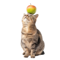 Smiling cat looking at apple on his head, full body standing isolate on transparent background png