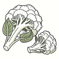 A drawing of two heads of cauliflower vector