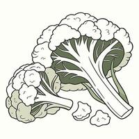 A drawing of a cauliflower with a green stem vector