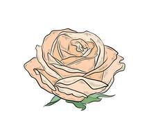 illustration of peach rose. Rose flower. graphics, linear color drawing. Design and decoration. vector